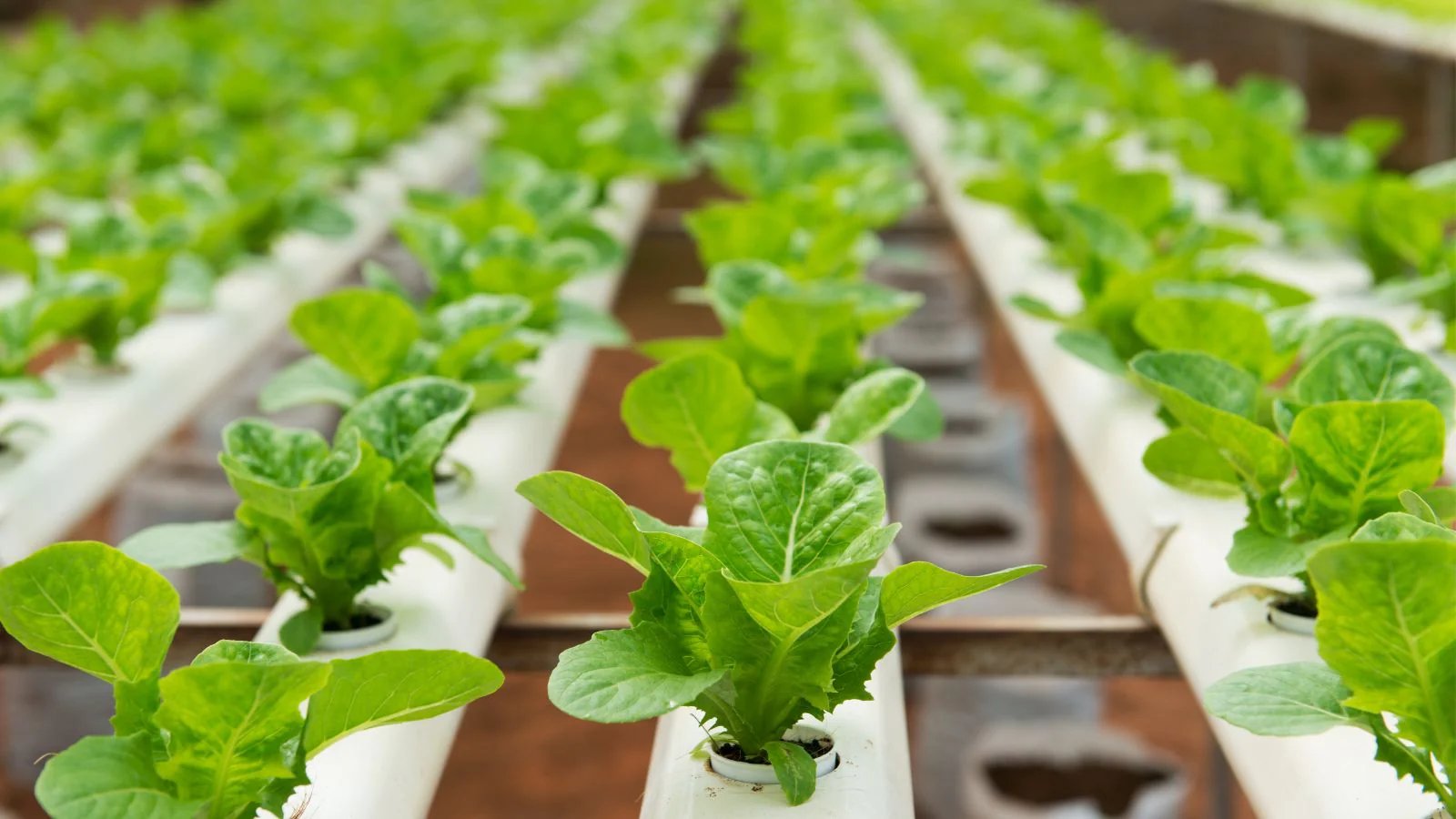 Hydroponics Solutions